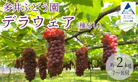 ぶどう デラウェア （7房～8房）【多井ぶどう園】 デラウェア デラウェア デラウェア