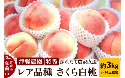 もも【2025年産 レア品種 さくら白桃】特秀 約3kg 8～14玉程度 ASIAGAP認証農場 津軽農園 採れたて 農家直送