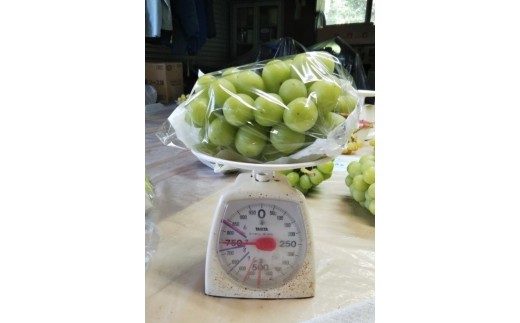 重量感のあるシャインマスカット！大きなものは、ひと房750gサイズ。食べ応え満点！