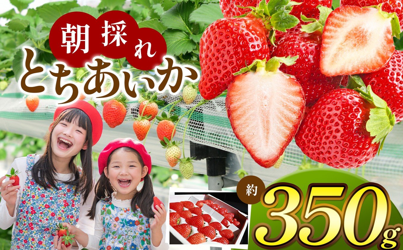 
            【栃木県共通返礼品】【贈答用】【いちごに優しいソフトパックでお届け】朝採れいちご とちあいか 約 350g  | いちご とちあいか 朝採れ 贈答用 大粒 新鮮 甘い 美味しい 果物 デザート 栃木県 那珂川町
          