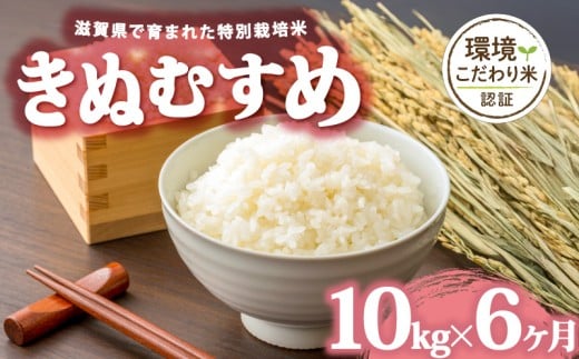 【 令和7年産 10kg 定期便 6ヶ月 】 きぬむすめ 米 白米 2025年産 キヌムスメ 国産 滋賀県 日野町 農家直送 お米 精米 おこめ こめ 産地直送 ふるさと納税