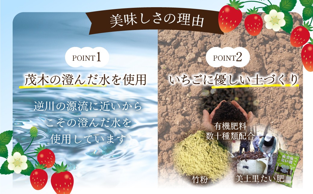 いちご イチゴ 苺 とちあいか ストロベリー 完熟 いちご イチゴ 苺 とちあいか ストロベリー 完熟