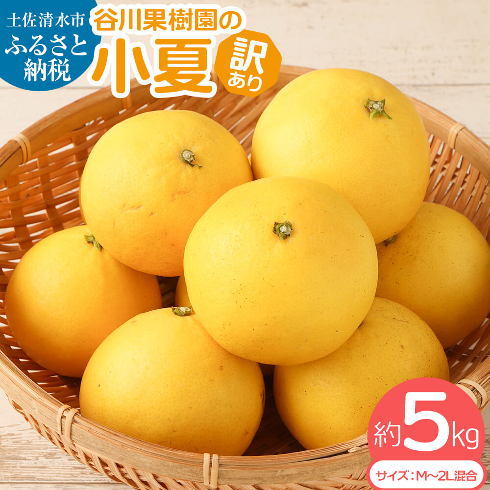 <訳あり> 令和８年 谷川果樹園の小夏５kg 日向夏 みかん 柑橘 フルーツ こなつ ニューサマーオレンジ  果物 美味しい ワケあり 訳 自宅用 おやつ  高知 【R00238】