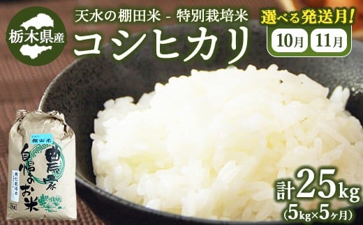 【11月下旬発送】【5か月定期便】64-2 天水の棚田米 特別栽培米 コシヒカリ 5kg 栃木県