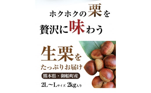 生栗 熊本県御船町産限定 約2kg(2L-Lサイズ) 期間限定 野菜 予約 スイーツ きんとん 甘露煮 渋皮煮《9月上旬-9月下旬頃出荷》---mifune_lcl_200_2---