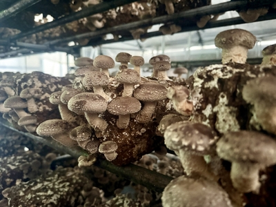 生シイタケ 約1kg | しいたけ 農薬（化学肥料）：栽培期間中不使用