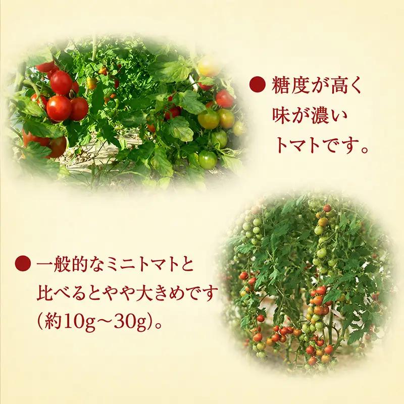 2026年 北海道仁木町産 ミニトマト エコスイート 1.2kg×10箱