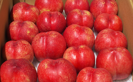 2026年発送 長野市産ネクタリン「サマークリスタル」約4kg 