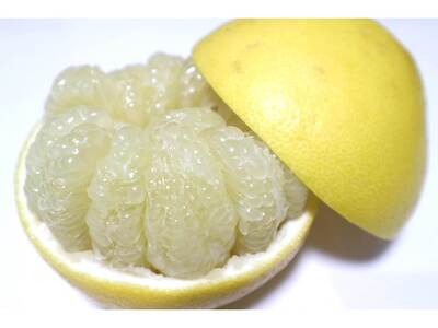 【訳あり】早川農園の土佐文旦（10㎏）柑橘 フルーツ みかん ザボン ぶんたん 先行予約【R00396】