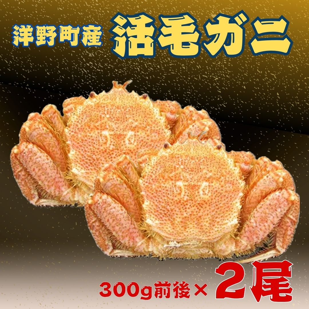 【ふるさと納税】洋野町産活毛がに 300g前後×2尾