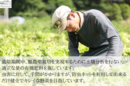 いそベジ農場の季節の野菜詰め合わせセット　定期便　10回便〔IV-10〕