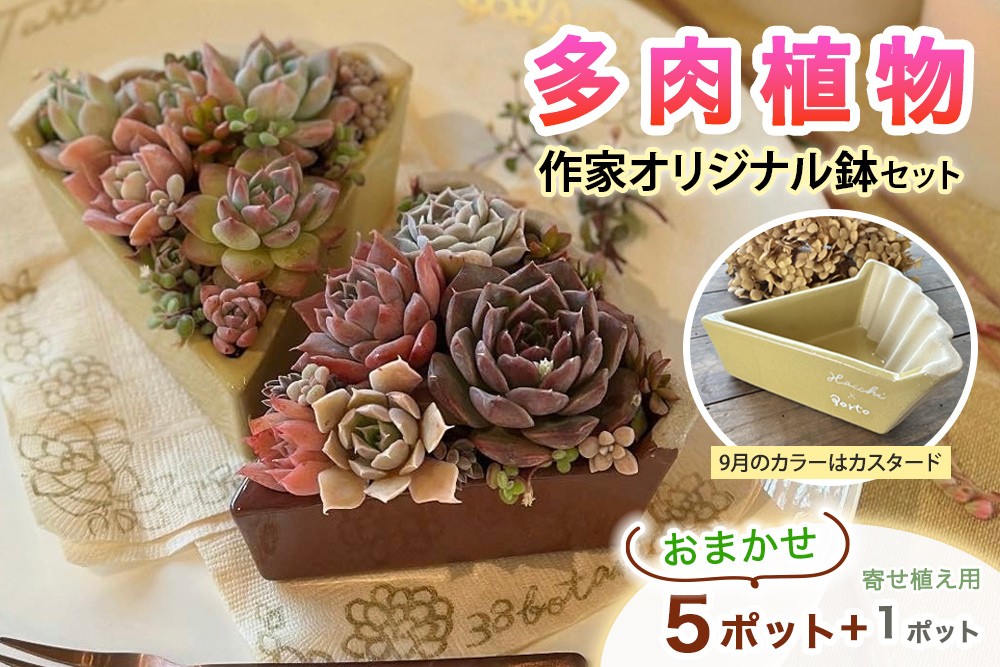 
                  [作家オリジナル鉢セット] 多肉植物 苗 おまかせ 5ポット+寄せ植え用1ポット付き｜ガーデニング 植物 観葉植物 [1315]
                