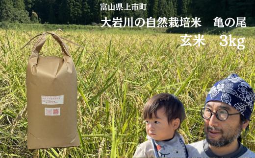 【令和7年産】米 上市町産  大岩川の自然栽培米 亀の尾（玄米）3kg [有吉自然農場] お米 コメ ご飯 ごはん 亀の尾 富山県産