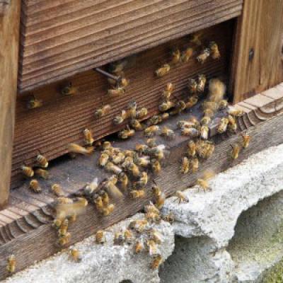 ふるさと納税 松山市 道後の杜 はちみつセット(300g×3本)　ミニはちみつ2本付き |  | 03