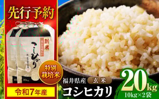 【 先行予約 /9月中旬以降発送】　【令和7年産】 福井県産 特別栽培米4 コシヒカリ 玄米 10kg×2 （20kg） / 米 お米 国産米 / 小浜市 / 北川博司 [BFDG003]