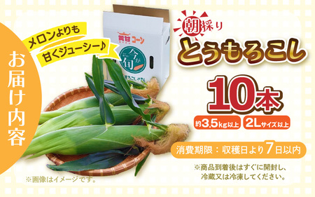【先行予約】朝取れ とうもろこし 10本 (1本：2Lサイズ以上 370g～450g) ～驚きの糖度18度以上！～ (わくわくコーン) 【2026年6月上旬以降順次発送】  [A-7102] とうもろ