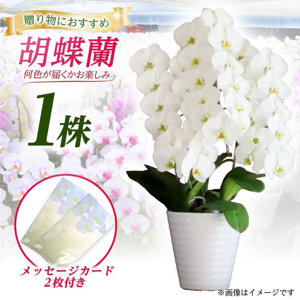 【ふるさと納税】【家で育てる胡蝶蘭！】胡蝶蘭の苗 1株と胡蝶蘭柄のメモ帳2つ【足柄金太郎洋蘭園】花 蘭 コチョウラン 産地直送 生花 洋蘭 お花 生花 苗 花苗 [BDAB002]