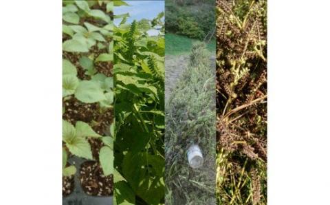 【えごま油】浜田市産 3本 ☆農薬・化学肥料・添加物等一切不使用 調味料 無添加 国産 えごま セット 油 えごま油 【1113】