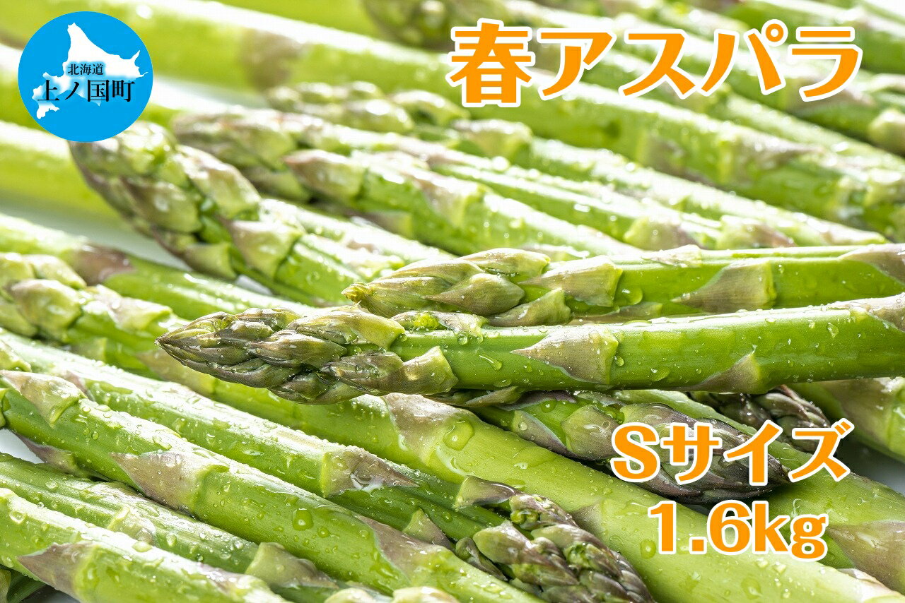 【ふるさと納税】【2026年春発送】寅福菜園の朝採り春アスパラ　S（1.6kg）　グリーンアスパラ　朝採れ　農家直送　新鮮　甘い　春野菜　旬野菜　特産品　北海道産