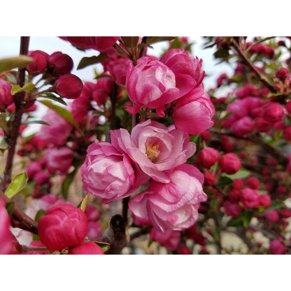 【ふるさと納税】お花の綺麗な庭木をあなたのお庭へ　八重咲きハナカイドウ