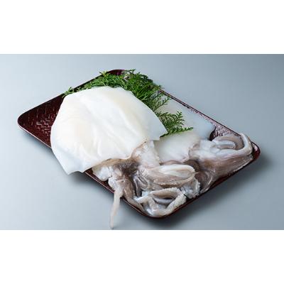 ふるさと納税 対馬市 【対馬産】 水イカ(アオリイカ)生冷凍1.5kg |  | 01