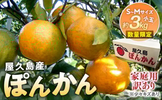 2025年 屋久島産 ぽんかん 家庭用 訳あり 約3kg 小玉(S～Mサイズ・少々キズあり)＜先行予約／数量限定＞
