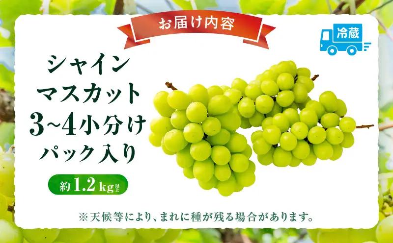 【小分けパック入り】パクパク食べれる・シャインマスカットパック　約1.2kg以上 | シャインマスカット マスカット ぶどう ブドウ 葡萄 果物 フルーツ 新鮮 くだもの 国産 ギフト お裾分け 旬 