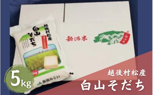 【令和7年産】五泉産コシヒカリ「白山そだち」5kg (5kg×1袋) | 新潟産コシヒカリ 新潟県産コシヒカリ 新潟県産こしひかり 米 お米 こしひかり 白米 精米 ブランド米 新潟県 五泉市 新潟かがやき農業協同組合