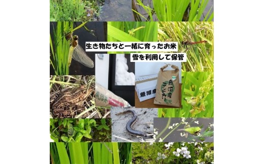 
                  【魚沼ブランド】令和7年産 精米10kg【農薬化学肥料栽培期間中不使用・生態系保全・再生可能エネルギー・エコファーマー・生産工程管理】魚沼産コシヒカリ
                