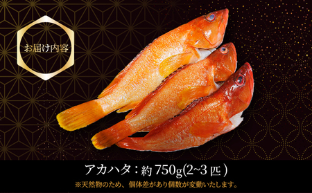 KU013 ＜2025年7月より順次発送＞宮崎県串間産アカハタ(計約750g・2～3匹)延縄漁による朝どれ高級魚を漁師直送！