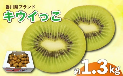先行予約 キウイ 約1.3kg キウイフルーツ サイズ混合 さぬきキウイっこ 果物 果実 フルーツ 旬 デザート 選べる 容量 11月上旬～12月下旬 配送 家庭用 贈答用 ギフト プレゼント 香川県 丸亀市
