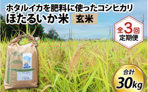 【先行予約】【新米】ほたるいか米（玄米10kg）×3回 計30kg【3ヶ月定期便】25年10月開始【訳あり 米 コシヒカリ こしひかり ほたるいか ホタルイカ お米 ブランド米 富山 滑川】