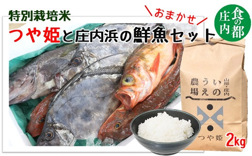 食の都庄内　井上農場の特別栽培米つや姫2kg＆庄内浜のおまかせ鮮魚セット