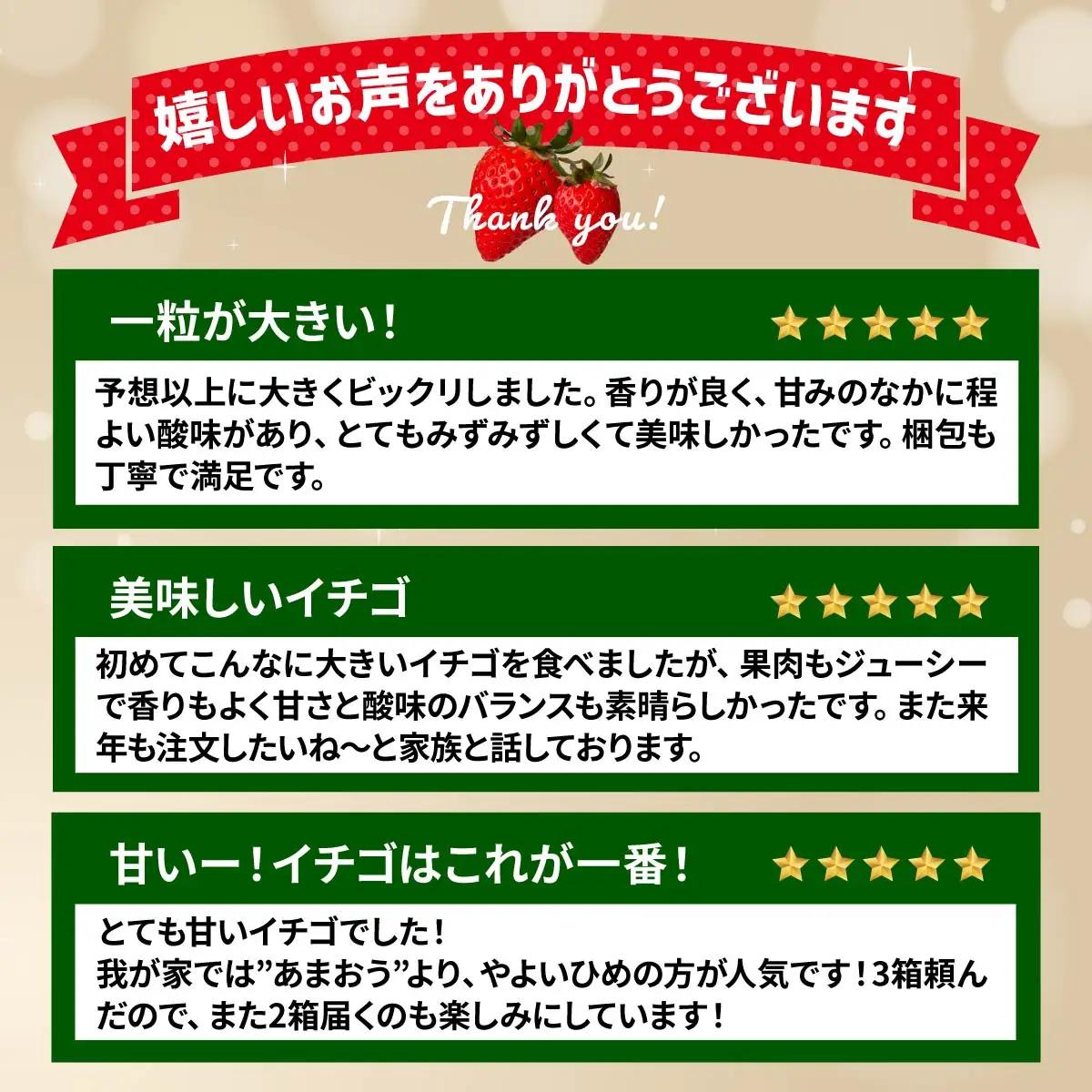 いちご やよいひめ 約800g 4ヶ月定期便いちご
