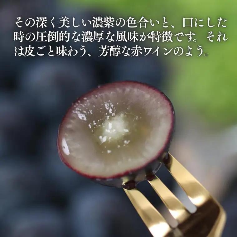 MS33 ぶどう ナガノパープル （長野県産秀品） 約2kg / 2026年8月下旬～10月上旬頃 配送予定//種なし 皮ごと 葡萄 ブドウ ぶどう ナガノ パープル 南信州 長野県 オリジナル品種 