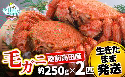 先行予約 【毛ガニ 約250g×2匹】 陸前高田産 毛ガニ 生きたまま発送！ 【 かに カニ 魚介類 旬 鮮度抜群 産地直送 三陸産 】令和7年2月から発送予定