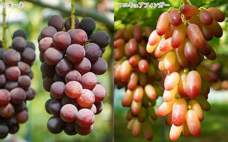 【令和6年産先行予約】 シャインマスカット入り 3種おまかせ ぶどう 約2kg　伊藤農園