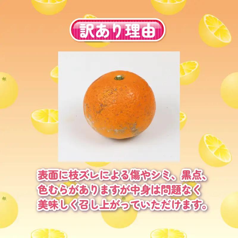 訳あり ネーブル オレンジ 約 5kg くり房 オレンジ B015-204009