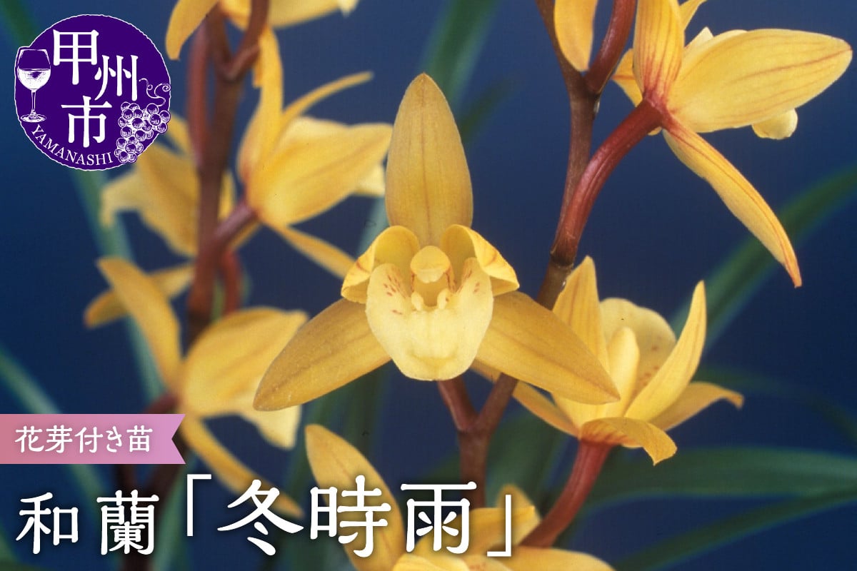 
            芳香品種 和蘭「冬時雨」花芽～開花株 ４号陶器鉢付  B2-1109
          