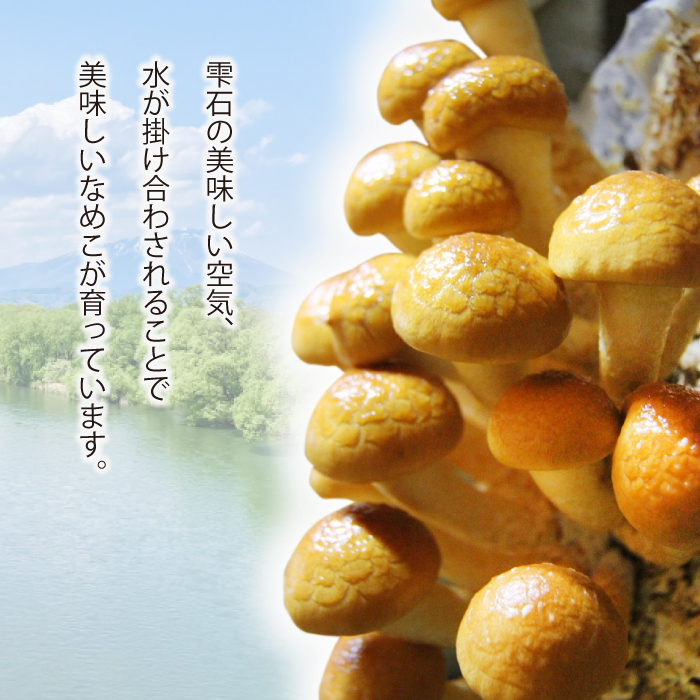 岩手県産 特大 なめこ 180g 5袋 & 乾燥きくらげ 20g 6袋 【マッシュルームベッドハウス】／ 国産 雫石町産 きのこ 茸 キノコ 滑子 ナメコ 乾燥 乾物 きくらげ キクラゲ 木耳 乾物 