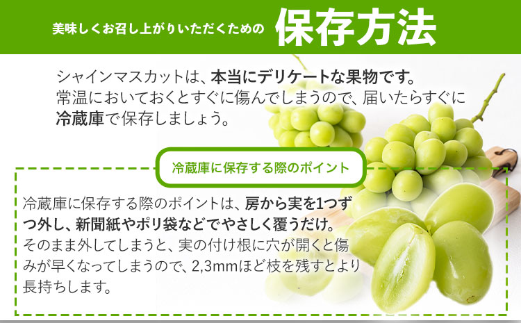 訳あり シャインマスカット 約1.2kg 1～3房【配送不可地域あり】 花田青果株式会社《2026年9月上旬-10月末頃出荷》---124_c2533_9a10m_25_10000_3p---