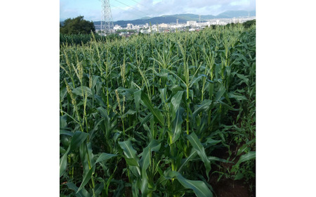 012-22_【７月発　関東の方限定！当日配送】　白い贅沢　 ピュアホワイト（約2kg）『from 名水の里 秦野』