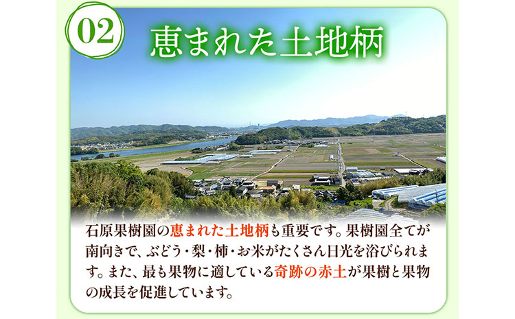 【2024年先行予約】梨 なし 3kg 梨 秋 旬 なし あたご梨 2~3玉 鴨梨 3玉 特選箱 石原果樹園 《11月下旬-12月中旬頃より発送予定》岡山県 浅口市 果物 フルーツ 梨 詰め合わせ 贈