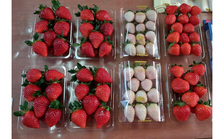 赤ジャム･白ジャム 詰め合わせ ～いちご農家さんからの直送品～| 茨城県 常陸太田市 いちご 白いちご 苺 完熟いちご 果肉 フルーツ ジャム ホームメイド 手作り 自家製 おすすめ おいしい 甘い 