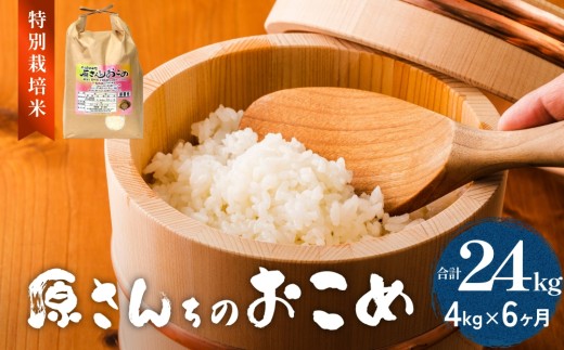 【令和8年産】原さんちのお米 白米 ４kg にこまる 6回定期便 米 お米 こめ  コメ 定期 定期便 ご飯 ニコマル 常温 大分県 大分 玖珠町 玖珠