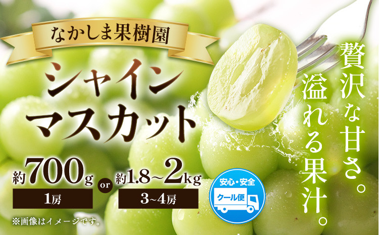 
            シャインマスカット 約700g （ 1房 ） または 約1.8kg ～ 約2kg （ 3～4房 ） マスカット ぶどう 葡萄 フルーツ 果物 旬 なかしま果樹園 《8下月旬-9月末頃出荷》 熊本県 荒尾市 ギフト
          