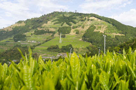 a10-450　オリジナルCANに深蒸し静岡茶200g入り