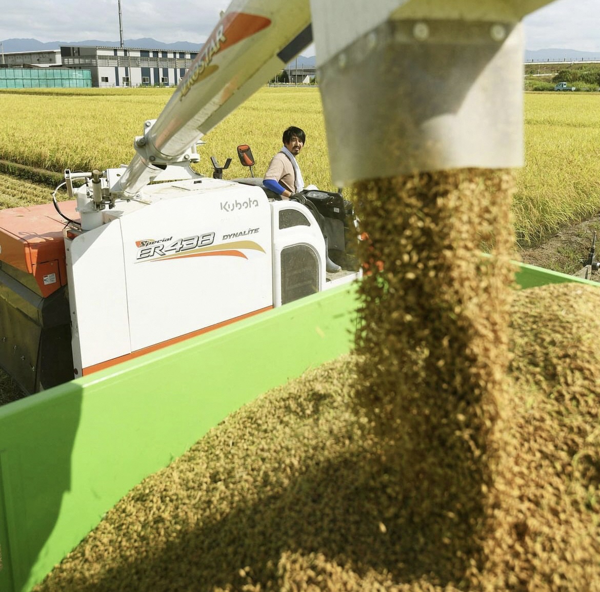 【令和7年産】新潟県阿賀野市産 コシヒカリ 5kg 米 こめ コメ 白米 精米 3D14015