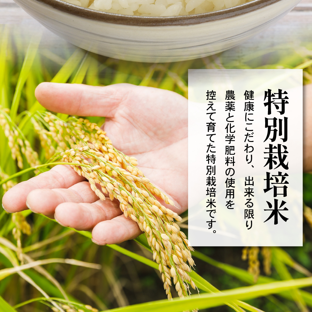 令和7年産 特別栽培米 雪若丸 10kg ( 5kg×2袋 )