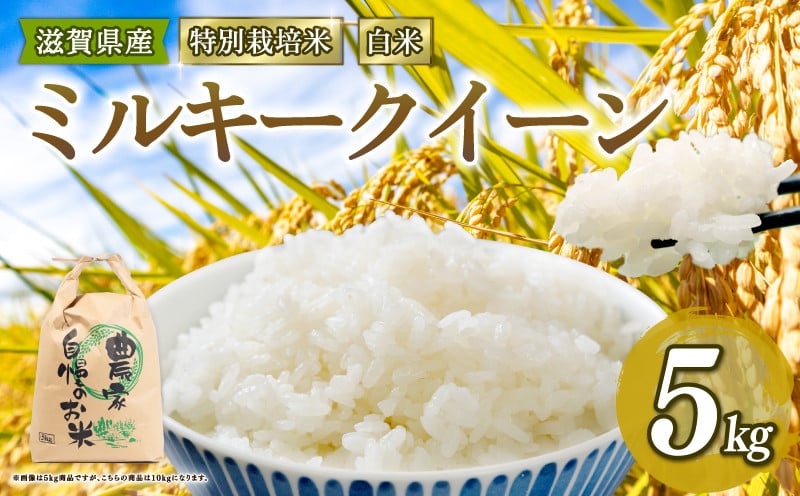 
            新米 特別栽培米 ミルキークイーン 令和7年産 米 5kg 白米 みるきーくいーん 2025年産 国産 農家直送 環境こだわり お試し用 小分け お米 こめ おこめ 新米 先行予約 農家直送 産地直送 滋賀県 竜王町
          